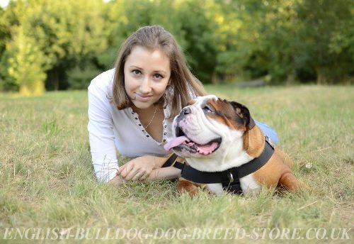 Dog Harness for English Bulldog