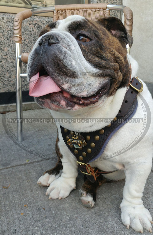 English Bulldog Harness UK