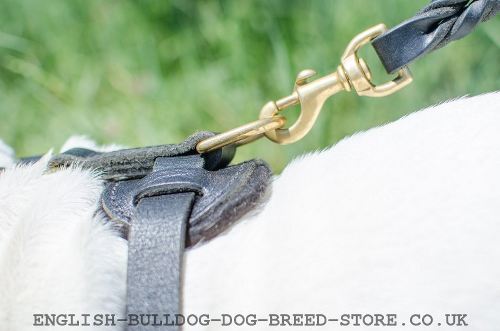 British Bulldog Harness