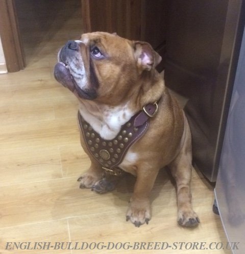 English Bulldog Harness UK