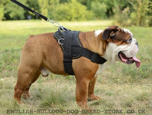 English Bulldog Harness UK