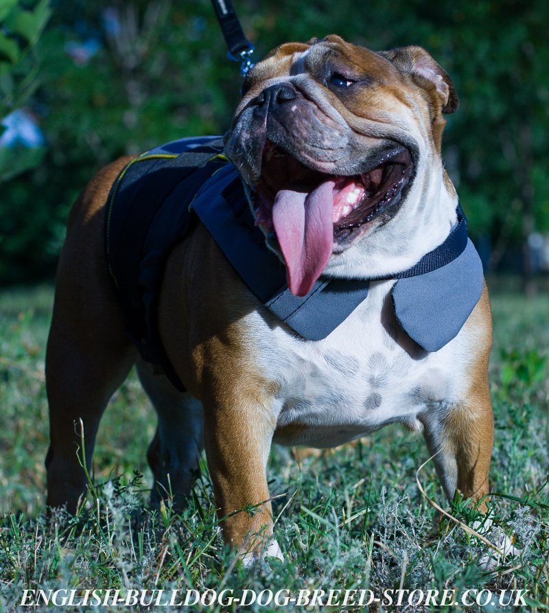 English Bulldog Harness Vest Nylon £54.90
