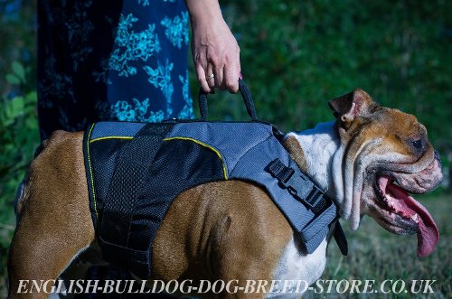 English Bulldog Harnesses UK