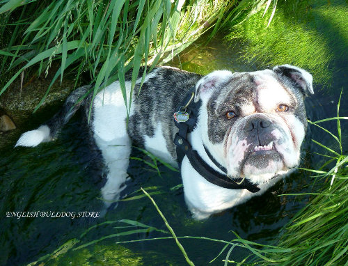 British Bulldog Harness UK