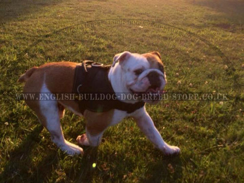 English Bulldog in Harness