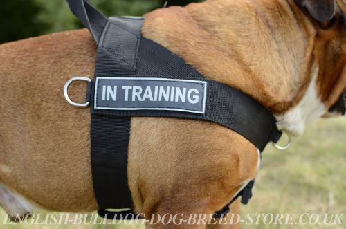 Bulldog Harness UK