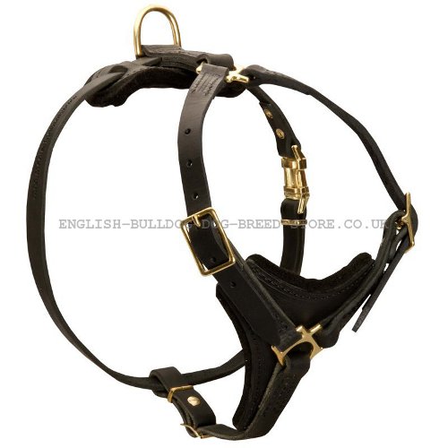 Leather Harness for Bulldog