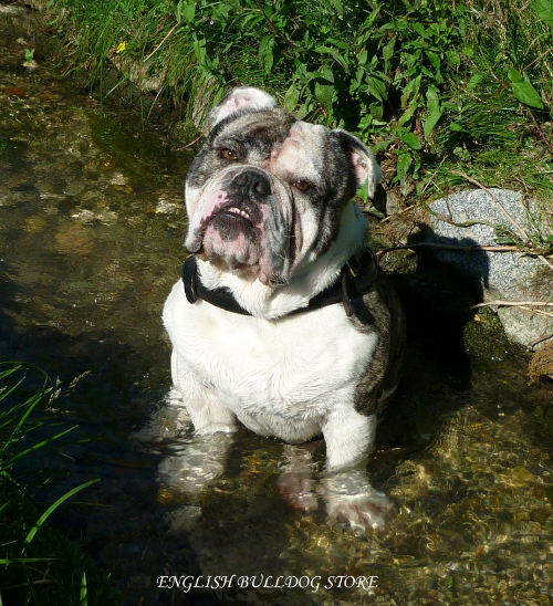 Dog Walks in the Countryside