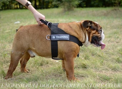 Bulldog Harnesses