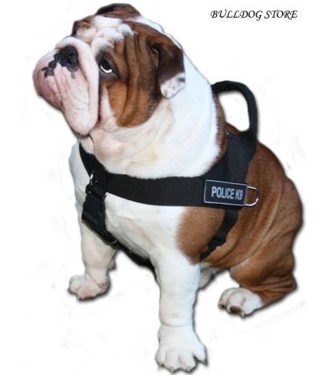 British Bulldog Harness