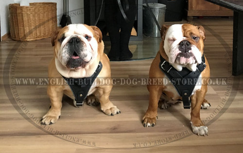 English Bulldog with Harness