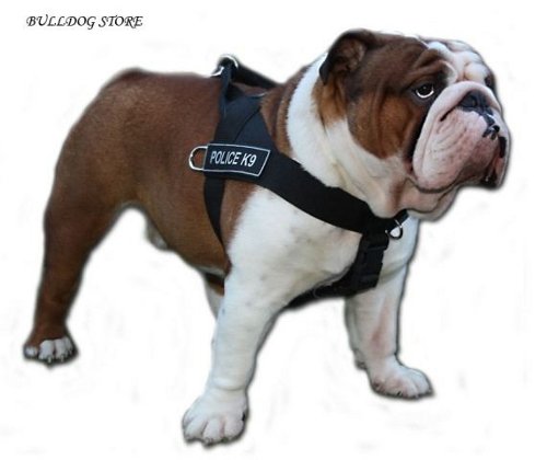 English Bulldog
Emotions