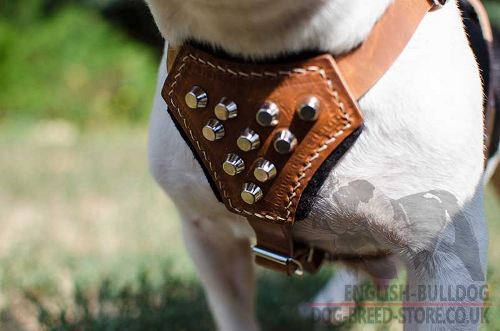 Harness for French Bulldog