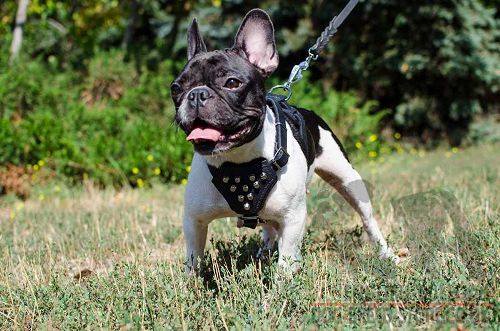 French Bulldog Harness