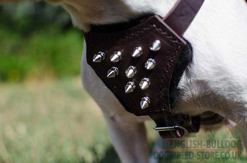 Harness for French Bulldog