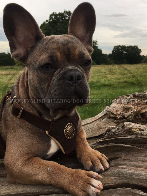 French Bulldog and Training