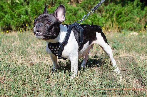 French Bulldog Harness UK