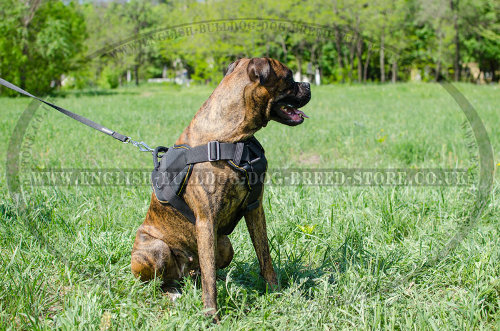 Harness for Boxer Dog in UK