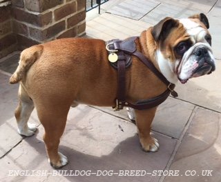 Harness for Bulldog