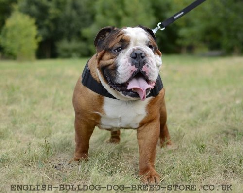 Harness for English Bulldog