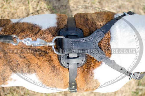 Leather Dog Harness for American Bulldogs