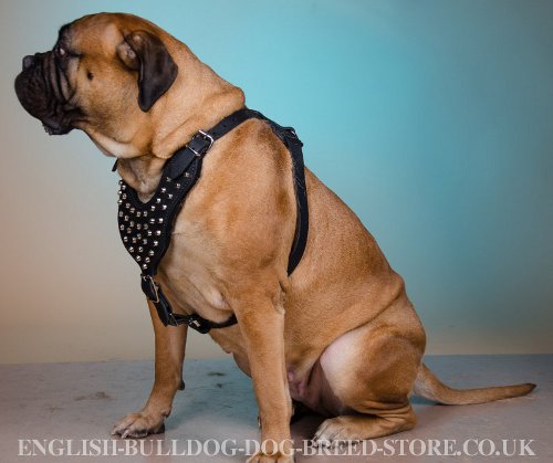 Studded Dog Harness for Bullmastiff