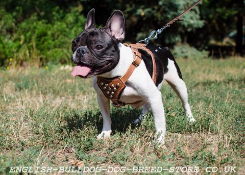 Leather Dog Harness for French Bulldog