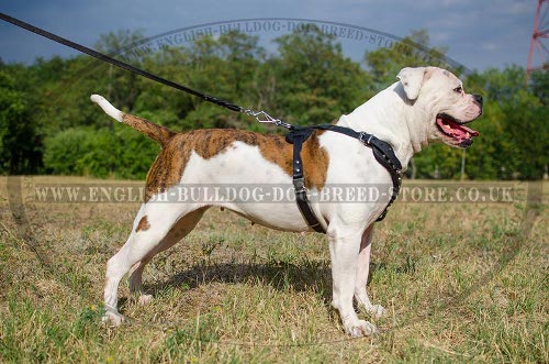 Leather Harness for American Bulldog