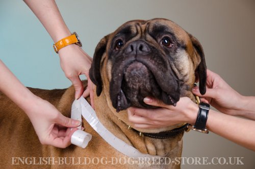 Bullmastiff Collar and Harness Sizing