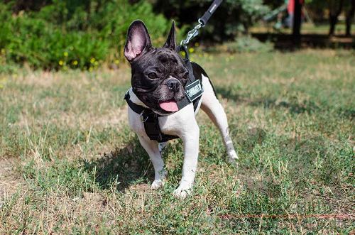 French Bulldog Harness UK