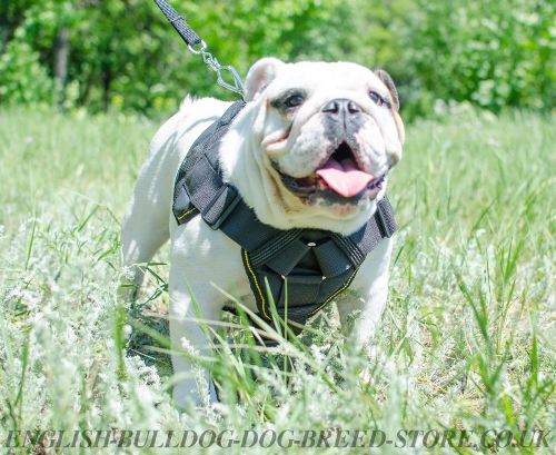 Engish Bulldog with All-Purpose Nylon Harness