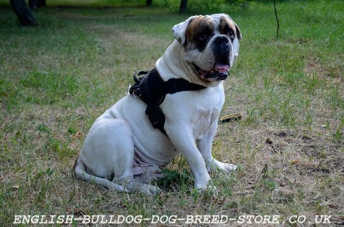 Nylon Dog Harness for American Bulldog