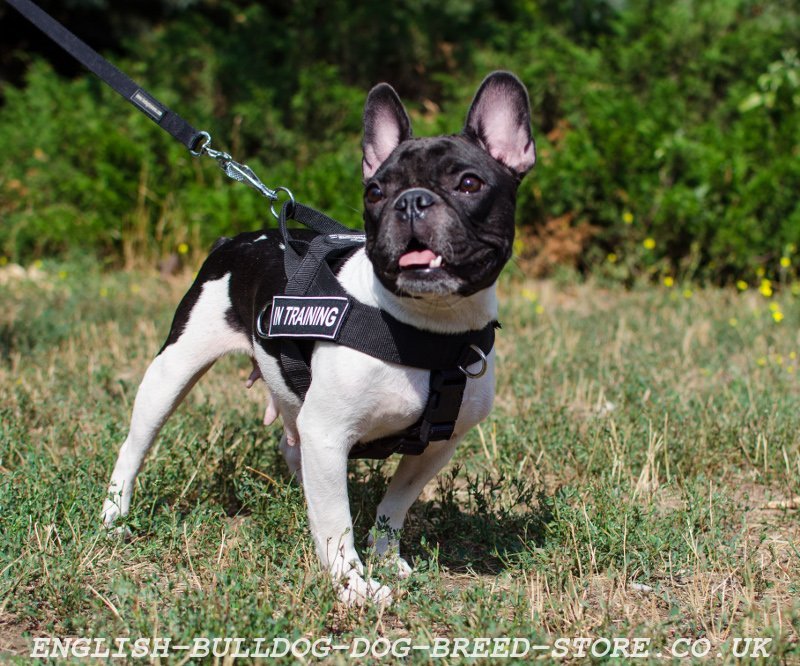 French Bulldog  French Bulldog UK