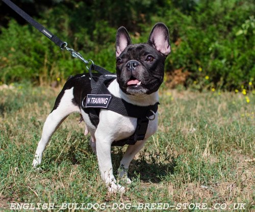 Nylon Dog Harness for French Bulldog