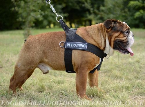 Best Harness for English Bulldog UK