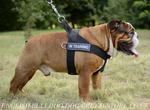 English Bulldog Harness with Handle