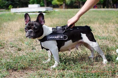 Harness for French Bulldog