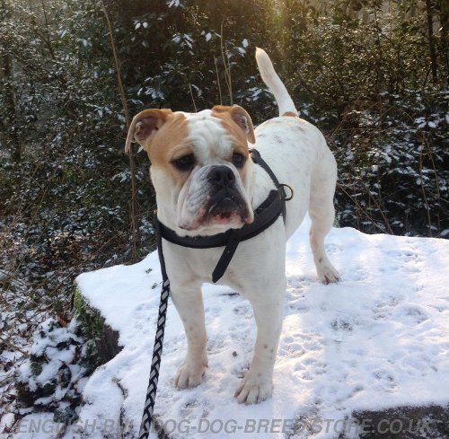 English Bulldog Leash or Harness