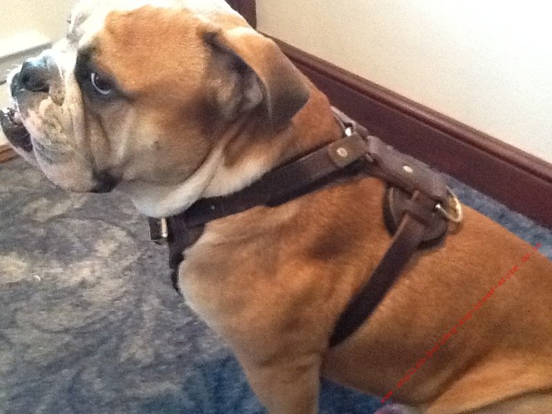 Safety Dog Harness for English Bulldog