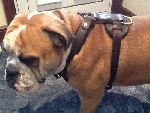 UK Bulldog Leather Harness