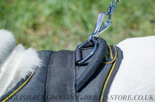 Bulldog Harness UK