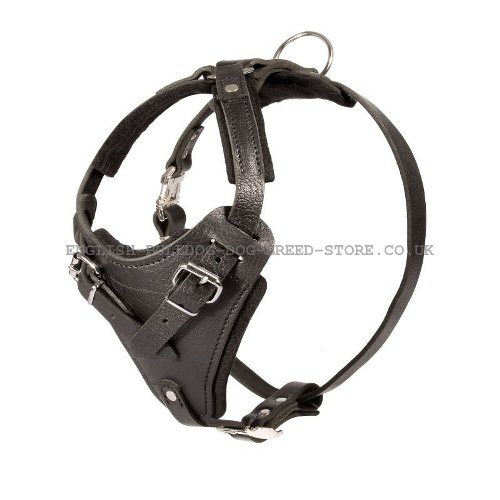 French Bulldog Leather Harness