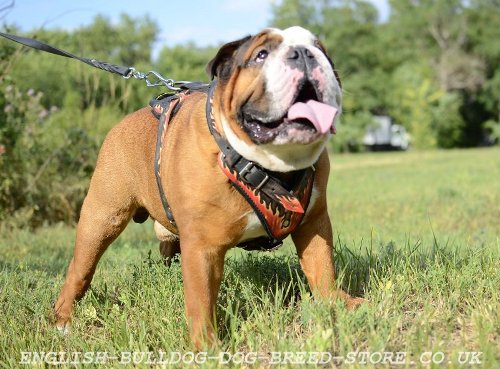 English Bulldog Harness Size