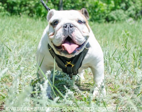 Padded Leather Dog Harness for English Bulldog