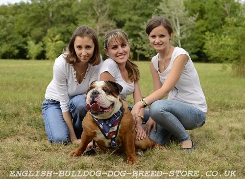 Padded Leather Dog Harness for English Bulldog