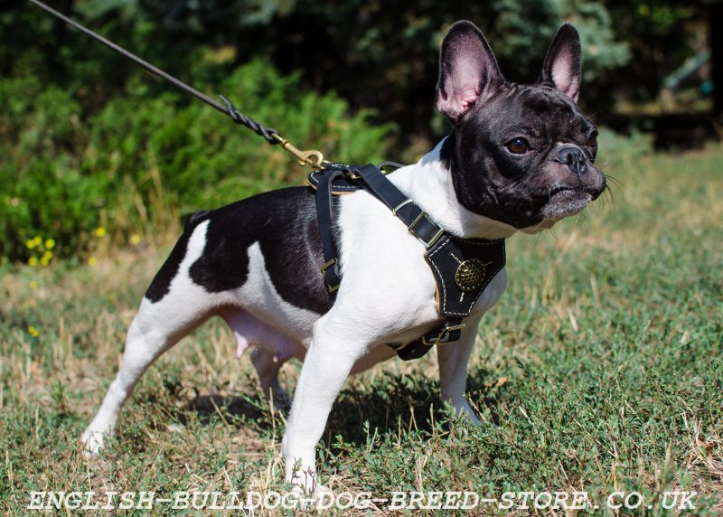 41 Best Images French Bulldog Collars Uk : Harness Or Collar For The ...