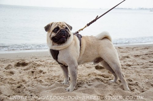 Pug Harness UK