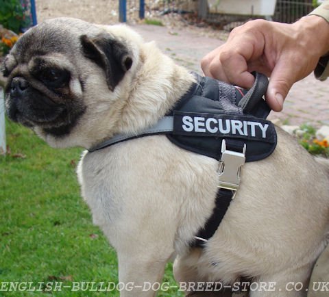 Pug Harness UK