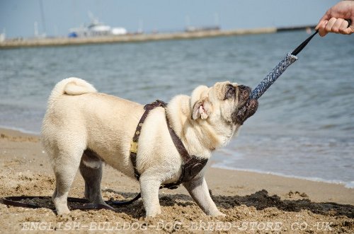 Pug Dog Harness