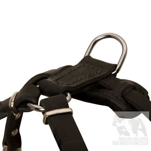 Easy Walk Harness UK